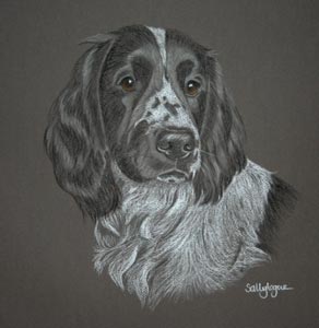 working cocker spaniel - Spot