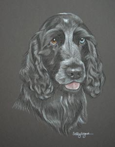 cocker spaniel - Sydney