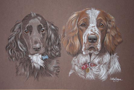 english cocker spaniel amd welsh springer spaniel Oscar and Connor