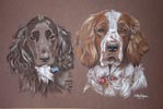 springer and cocker spaniel picture portrait