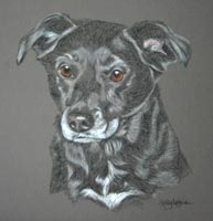 Collie Cross - portrait of Jess