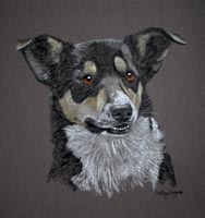 portrait of Tan - border collie