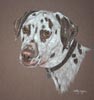 cooper dalmation