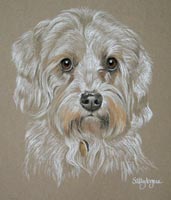 dandie dinmont terrier - Bonnie