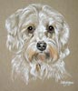 dandie dinmont terrier - Bonnie