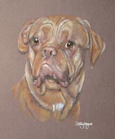 dogue de bordeaux - Macey