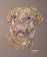 dogue de bordeaux - Macey