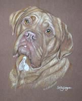 Dogue de bordeaux picture - potrait of Bangor