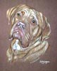 dogue de bordeaux - Bangor