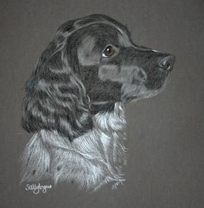 english springer - Ella