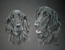 flat coat retriever picture portrait