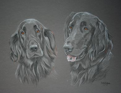 flatcoat retrievers Ebony and Zak