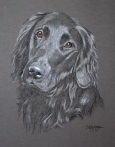 flat coat retriever - barney