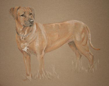 Ridgeback - Karla