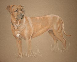 ridgeback portrait - standing pose