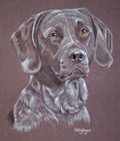 woody - german shorthair pointer cross