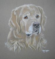 golden_retriever Ben