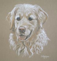 max - golden retriever portrait