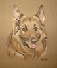 german shepherd dog - Apollo