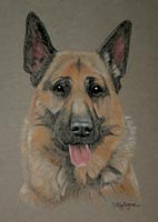 german shepher dog - portrait of Blue