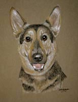 German Shepherd Dog - Jasper