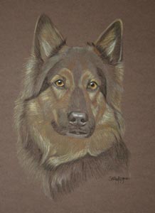 german_shepherd_dog_max