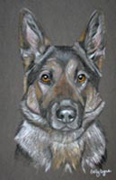 suki - german shepherd dog portrait