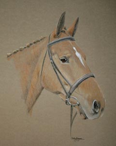 horse portrait - Apollo