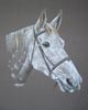 dapple grey horse - Cleo