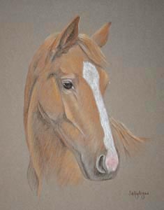 arab horse portrait - Dulcima