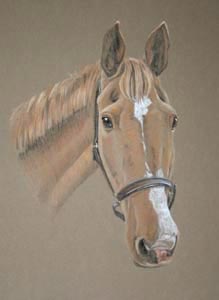 horse portrait - Ginny
