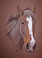 horse portrait Jessie