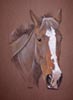 horse portrait - Jessie