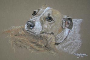 jack russel portrait of Brady