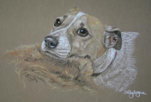 jack russel portrait of Brady