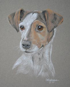 jack russel Sally