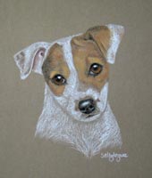 jack russel - Meg