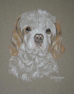 cavalier king charles spaniel - Oscar