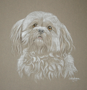 lhasa Apso (lasa apsu) Tammy