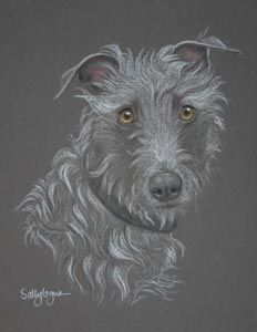 whippet - bedlington lurcher