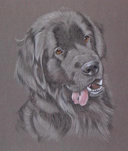 Newfoundland pup - Barney