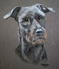 patterdale terrier - Max