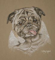 pug portrait - bertie