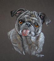 pug portrait of Tazmina