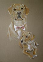 portrait of yellow labrador Sam as a dog and as a pup