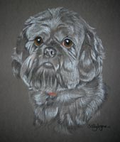 shih-tzu - kizzi