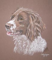 springer_spaniel_Bella