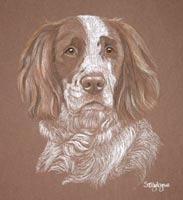 springer spaniel - Boyzee