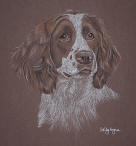 springer spaniel - Holly