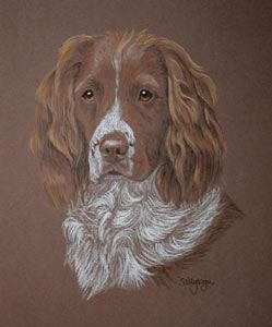 portrait of Millie Springer spaniel